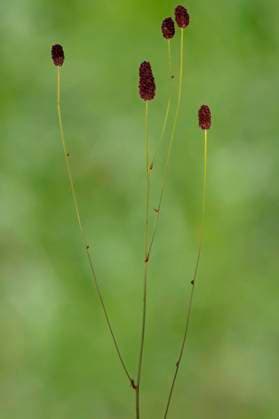 Grosser Wiesenknopf, Gross-Wiesenknopf, Grosswiesenknopf (Sanguisorba officinalis, Sanguisorba major), bluehend, Deutschland, Bayern Great burnet (Sanguisorba officinalis, Sanguisorba major), blooming, Germany, Bavaria BLWS681972 *** Big burnet, big burnet, Great Meadow Button Sanguisorba officinalis, Sanguisorba Major , blooming, Germany, Bavaria Great burnet Sanguisorba officinalis, Sanguisorba Major , blooming, Germany, Bavaria BLWS681972 Copyright: xblickwinkel S.xDerderx