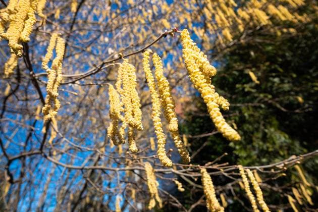 RECORD DATE NOT STATED An image of some hazelnut blossoms for allergy illustrations , 30840834.jpg, corylus, avellana, background, hazelnut, spring, nature, plant, hazel, flower, macro, blossom, shrub, natural, season, tree, branch, flora, bush, yellow, beauty, pollen, beautiful, closeup, brown, garden, bloom, blooming, springtime, twig, common, allergy, green, color, young, catkins, fresh, blue, space, outdoor, early, allergenic, close-up, detail, long, catkin, sky, day, winter, first, typical