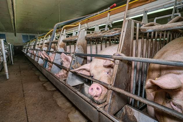 Sauenhaltung - Sauen fressen in Selbstfangbuchten aus dem Futtertrog, landwirtschaftliches Symbolfoto. Sauenhaltung - Fütterung im Deckzentrum. Im Kopfbereich der Sauen ist eine Lichtleiste für das Lichtprogramm zur Stimulierung der Sauen angebracht. Stressfreies Fressen der Sauen im schützenden Kastenstand. Die Sauen können selber wählen zwischen der Selbstfangbucht und em dahinterliegenden Bewegungsbereich. Die Kastenstände bedeuten für die Tiere Schutz vor aufspringenden Artgenossen und Ruhe für den Befruchtungsvorgang in der Gebährmutter. Region Weser-Ems Niedersachsen Deutschland *** Sow management Sows eat in self-catching pens from the feed trough, agricultural symbol photo Sow management Feeding in the mating center A lig