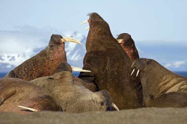 Creative Highlights World Walrosse (Odobenus rosmarus) in der Walrosskolonie im Prins Karl Forland Nationalpark, Svalbard, Spitzbergen, Norwegen, Europa *** Walruses Odobenus rosmarus in the walrus colony at Prins Karl Førlands national park, Svalbard, Spitsbergen, Norway, Europe Copyright: imageBROKER/alimdix/xArterra ibltsm09144278.jpg