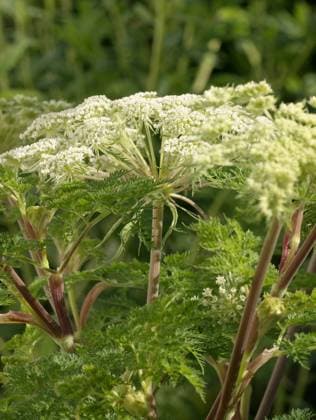 Selinum wallichianum Wiesenkerbel Copyright: xZoonar.com CharlottexRamederx 871597