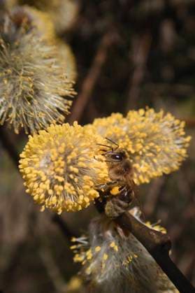 28.03.2023, Berlin, GER - Honigbiene sammelt Pollen auf einem bluehenden Weidenkaetzchen der Salweide. (Apis mellifera, aufgeblueht, aussen, Aussenaufnahme, Berlin, Biene, Biologie, bluehen, bluehend, Bluete, Bluetenstand, Bluetenstempel, Botanik, botanisch, deutsch, Deutschland, Europa, europaeisch, Europaeische Honigbiene, Fauna, Flora, Fluginsekt, Fruehjahr, Fruehling, Gewaechs, Gliederfuesser, HF, Hochformat, Insekt, Jahreszeit, Kaetzchenweide, Natur, niemand, Palmweide, Pflanze, Pollen, Salix caprea, Salweide, Stempel, Tier, Tierreich, Tierwelt, Weidengewaechs, Weidenkaetzchen, Westeuropa, Wirbellose) 230328D123BERLIN.JPG *** 28 03 2023, Berlin, GER Honey bee collecting pollen on a flowering willow Apis mellifera, blooming, outside, e
