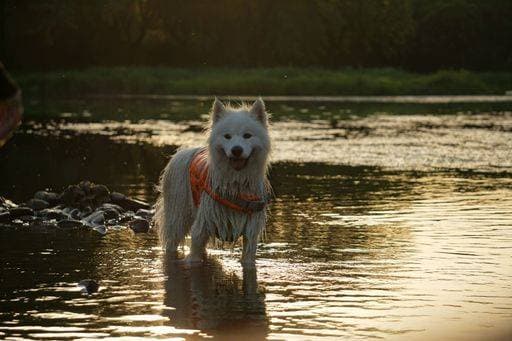 RECORD DATE NOT STATED An adorable dog is pictured standing in the shallow water of a river at sunset, with the sun reflecting off of the water around them *** An&Verkauf bezaubernd Hund ist abgebildete stehend ÊIn der seicht Wasser des einer Fluß im sunset, mit der Sonne widerspiegelt auszuschalten des der Wasser rund ihnen 15504341