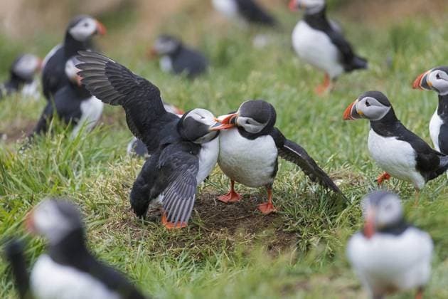  Papageitaucher (Fratercula arctica) auf einer Klippe in einer Seevogelkolonie im Sommer, Island, Europa *** Puffins Fratercula arctica at a Cliff in a Seevogelkolonie at Summer, Iceland, Europe Copyright: imageBROKER/alimdix/xArterra ibltsm09153547.jpg