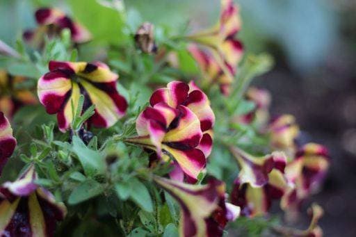 RECORD DATE NOT STATED A beautiful view of Petunia in the garden *** einer Schönes Ansicht des Petunie ÊIn der Garten 15854011