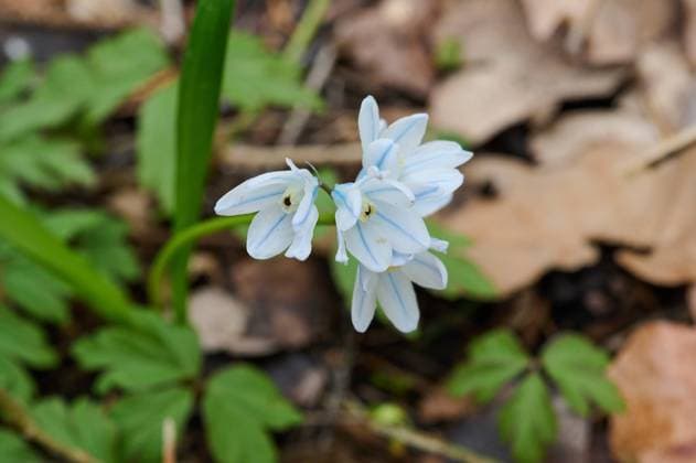 Natur Puschkinie Die Puschkinie, Libanon-Kegelblume oder Kegelblume (Puschkinia scilloides) ist eine Pflanzenart aus der Gattung Puschkinia in der Familie der Spargelgewaechse (Asparagaceae). Der Gattungsname ehrt den russischen Chemiker und Mineralogen Apollos Apollossovitsch Mussin-Puschkin (1760 1805). 2.4.2023, *** Nature Pushkinia The Pushkinia, Lebanon cone flower or cone flower Pushkinia scilloides is a species of plant in the genus Pushkinia in the asparagus family Asparagaceae The generic name honors the Russian chemist and mineralogist Apollos Apollossovich Mussin Pushkin 1760 1805 2 4 2023,