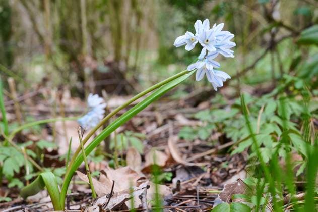 Natur Puschkinie Die Puschkinie, Libanon-Kegelblume oder Kegelblume (Puschkinia scilloides) ist eine Pflanzenart aus der Gattung Puschkinia in der Familie der Spargelgewaechse (Asparagaceae). Der Gattungsname ehrt den russischen Chemiker und Mineralogen Apollos Apollossovitsch Mussin-Puschkin (1760 1805). 2.4.2023, *** Nature Pushkinia The Pushkinia, Lebanon cone flower or cone flower Pushkinia scilloides is a species of plant in the genus Pushkinia in the asparagus family Asparagaceae The generic name honors the Russian chemist and mineralogist Apollos Apollossovich Mussin Pushkin 1760 1805 2 4 2023,