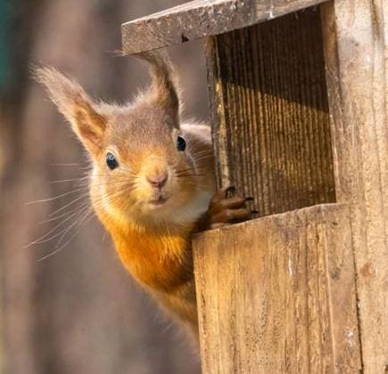 RECORD DATE NOT STATED A closeup shot of a Eurasian red squirrel in a wooden feeder *** einer closeupe erschossen des einer Eurasischer Roter Eichhörnchen ÊIn einer hölzern FUTTERER 16366460