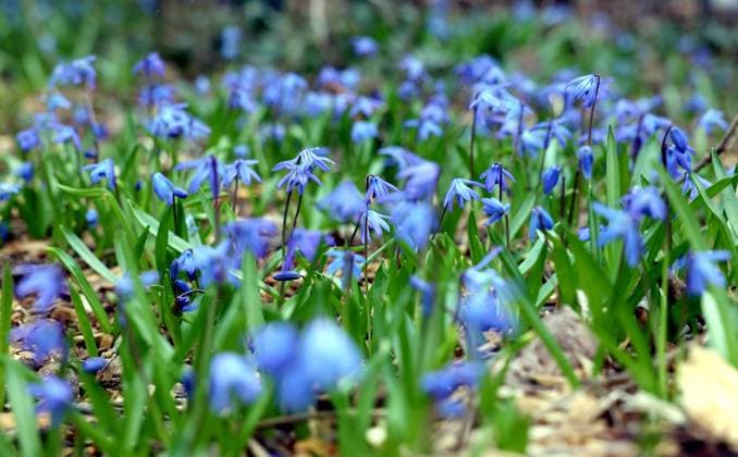 23.03.2023, Berlin - Deutschland. Der Frühling ist da, die Blausternchen wachsen überall. *** 23 03 2023, Berlin Germany Spring is here, the blue stars are growing everywhere