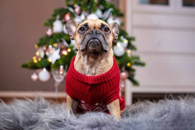  Französische Bulldogge mit rotem Weihnachtspullover auf einer Felldecke sitzend vor einem rosa und weiß geschmückten Weihnachtsbaum im unscharfen Hintergrund *** French Bulldog with red Weihnachtspullover at a Fur rug sitting before a Pink and white adorned Christmas tree at fuzzy Background Copyright: imageBROKER/Firn ibxmob08774934.jpg