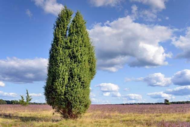 Heidelandschaft, weitläufige Oberoher Heide, Wacholder (Juniperus communis) und blühende Besenheide (Calluna Vulgaris), blauer Wolkenhimmel, Naturpark Südheide, Lüneburger Heide, Niedersachsen, Deutschland, Europa *** Heidelandschaft, Extensive Oberoher Heide, Juniper Juniperus communis and Flowering Besenheide Calluna vulgaris , Blue Wolkenhimmel, Nature Park Südheide, Lüneburg Heide, Niedersachsen, Deutschland, Europe Copyright: imageBROKER Frederik ibxrba08775337.jpg