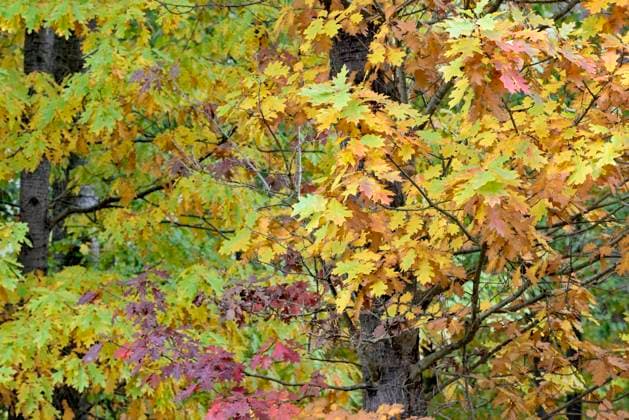 Roteiche (Quercus rubra), Blätter mit Herbstfärbung, Naturpark Arnsberger Wald, Nordrhein-Westfalen, Deutschland, Europa *** Red oak Quercus Rubra , Sheets with Herbstfärbung, Nature Park Arnsberger Wald, North Rhine Westfalen, Deutschland, Europe Copyright: imageBROKER Frederik ibxrba09154681.jpg