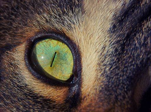 RECORD DATE NOT STATED A closeup of a beautiful green eye cat *** einer closeupe des einer Schönes Grün Auge Katze 17700776