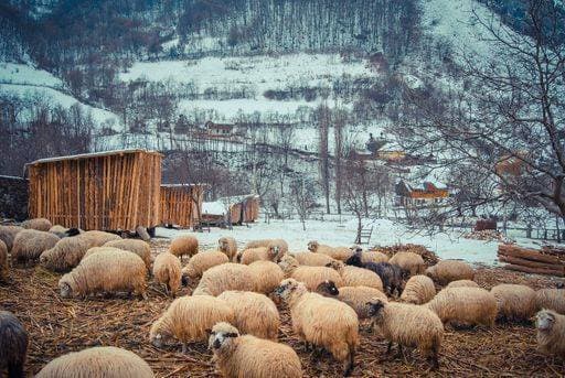 RECORD DATE NOT STATED A large herd of Icelandic sheep grazing on brown grass and snowy mountains in the countryside *** einer großformatig Herde des isländisch Schaf grasend am braune Gras und Verschneite Gebirge ÊIn der laendlichkeit 17700780