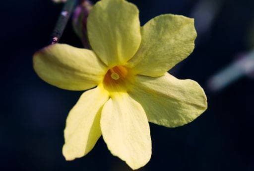 A closeup shot of a winter jasmine *** einer closeupe erschossen des einer winterlichen jasmine 1779064
