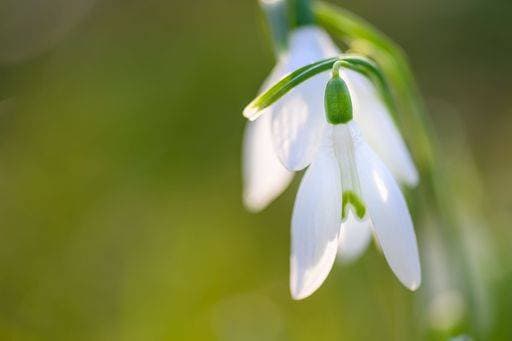 RECORD DATE NOT STATED A closeup shot of white snowdrops in early spring *** einer closeupe erschossen des weiß Schneeglöckchen ÊIn frühen Fruehling 17822843