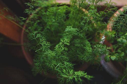 RECORD DATE NOT STATED A top view of a Dill ( Anethum graveolens) grown in a pot *** einer Spitze Ansicht des einer Dill Anethum graveolens augewachsenes ÊIn einer Topf 17870165