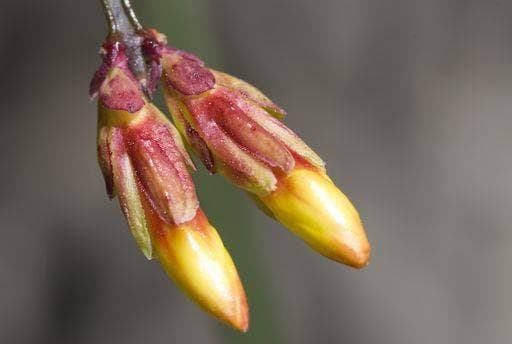 A closeup shot of Winter Jasmine - Jasminum nudiflorum buds *** einer closeupe erschossen des winterlichen Jasmine Jasminum nudiflorum Knospen 1795188