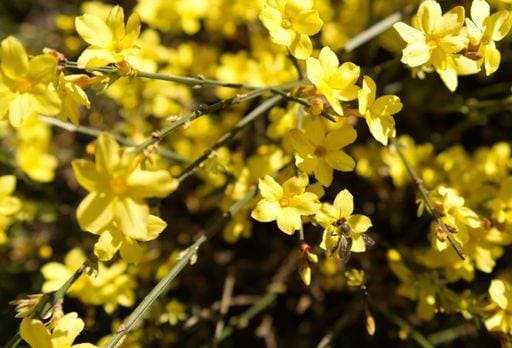 RECORD DATE NOT STATED A bumblebee or honeybee pollinating Winter Jasmine - Jasminum nudiflorum *** einer bumblebee Oder Honigbiene bestäubendes winterlichen Jasmine Jasminum nudiflorum 1795204