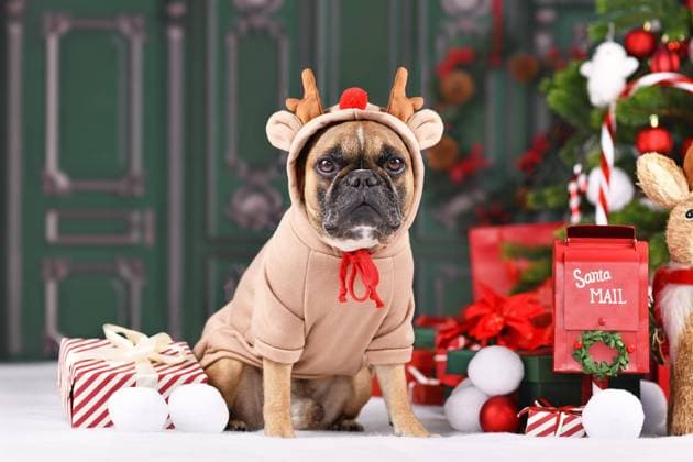  Weihnachten Rentier Hund. Französische Bulldogge mit Kostüm Pullover mit Geweih sitzt neben Weihnachtsbaum vor grüner Wand *** Christmas Reindeer Dog French Bulldog with Costume Sweaters with Antlers sits next to Christmas tree before green Wall Copyright: imageBROKER/Firn ibxmob08766703.jpg