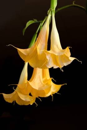 Gelbe Blüten einer Engelstrompete (Brugmansia) Yellow flowers of angel s trumpets Brugmansia against black background Copyright: xZoonar.com InaxHenselx 19446285