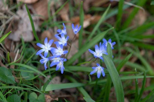 Chionodoxa - glory-of-the-snow blooming in the Amsterdamse bos. Sneeuwroem, Sternhyazinthen, Schneeglanz ,Schneestolz