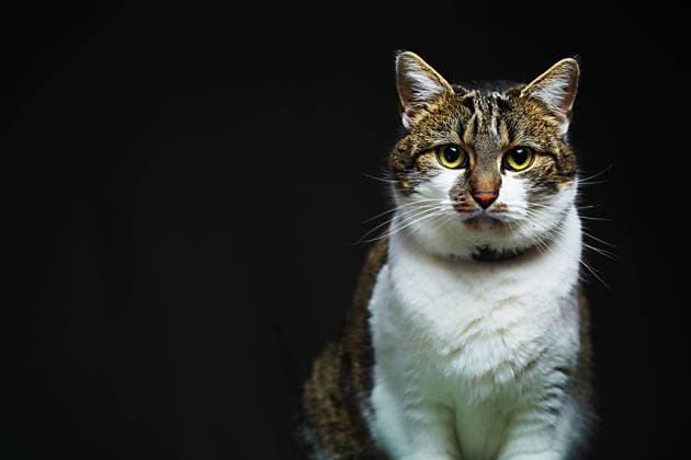 Portrait of a cat on a black background Portrait of a cat on a black background Copyright: xZoonar.com GalinaxTeschnerx 19568657