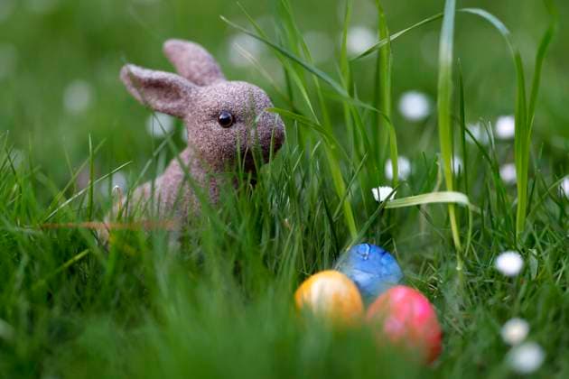 Osterhasen-Figuren sitzen auf einer Wiese mit Ostereiern. Zu Ostern feiern die Christen das Fest der Auferstehung Jesu Christi. (Themenbild, Symbolbild) Köln, 06.04.2023 NRW Deutschland *** Easter bunny figures sitting on a meadow with Easter eggs At Easter, Christians celebrate the feast of the resurrection of Jesus Christ theme image, symbol image Cologne, 06 04 2023 NRW Germany Copyright: xChristophxHardtx