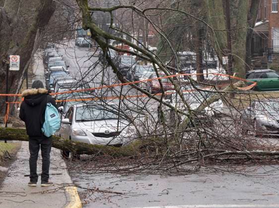 April 6, 2023, Montreal, PQ, Canada: A man looks at fallen branches in Montreal, Thursday, April 6, 2023 after an ice storm which left more than a million customers without power in the province. Montreal Canada  - ZUMAc35_ 20230406_zaf_c35_015 Copyright: xRyanxRemiorzx