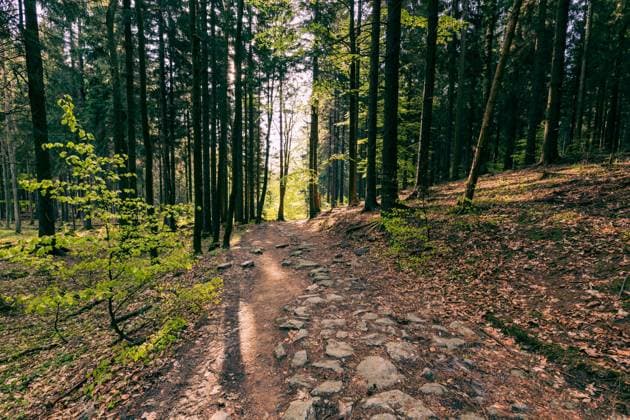 RECORD DATE NOT STATED Stolowe Mountains National Park in Kudowa-Zdroj, Poland. A popular destination for trips in Poland. , 31842630.jpg, national, scenics, trail, bAÂ‚ÄÂ™dne skaAÂ‚y, geology, silesia, klodzko, stolowe, bledne skaly, formations, hiking, errant rocks, wild, hiking trail, natural, landmark, polish, rock formation, szczeliniec, sudetes, szczeliniec wielki, poland, nature, landscape, travel, outdoor, park, rock, tourism, scenery, beautiful, national park, stolowe mountains, table mountains, mountain, stone, mountains, summer, scenic, sudety, environment, europe, formation, attraction, erosion, forest, sandstone, labyrinth, view, tree