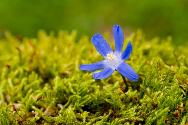 Zweiblättriger Blaustern, Scilla bifolia, Klasse Bedecktsamer (Magnoliopsida), Monokotyledonen Ordnung Spargelartige (Asparagales), Familie Spargelgewächse (Asparagaceae), Unterfamilie Scilloideae, Gattung Blausterne *** Zweiblättriger squill, Scilla bifolia, Class flowering plant Magnoliopsida , Monocotyledons Order Asparagus Asparagales , Family Asparagus plants Asparagaceae , Subfamily Scilloideae, Genus Blue stars 1045601467