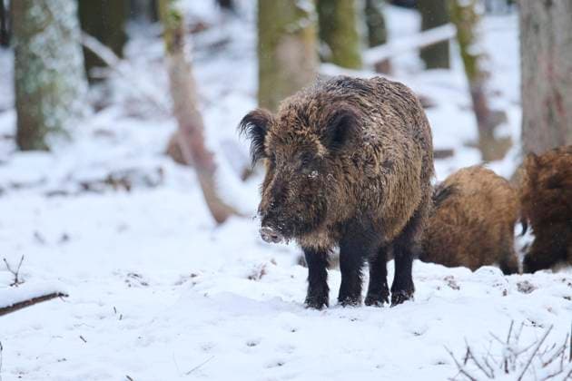  Wildschwein (Sus scrofa) in einem Wald im Winter, Schnee, Bayern, Deutschland, Europa *** Wild boar Sus scrofa in a Forest at Winter, Snow, Bavaria, Germany, Europe Copyright: imageBROKER/Davidx&xMichaxSheldon ibxshe09181382.jpg