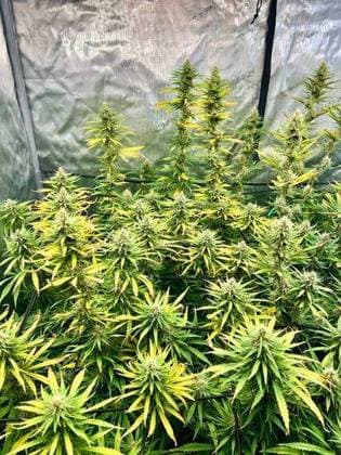 RECORD DATE NOT STATED A vertical shot of many medical marijuana plants with green and yellow leaves in a greenhouse *** einer hoch erschossen des viele medizinische Marihuana Pflanzen mit Grün und Gelb verlässt ÊIn einer Gewächshaus 15134533