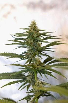 RECORD DATE NOT STATED A vertical closeup of a big Marijuana cannabis plant on a blurred background *** einer hoch closeupe des einer groß Marihuana Cannabiskonsums Pflanze am einer unscharf Hintergrund 15134544