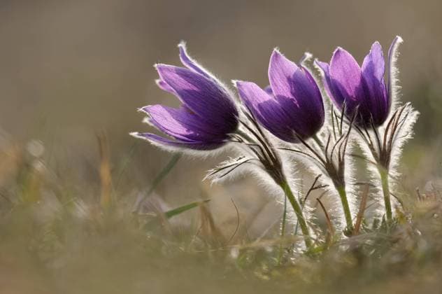 Dreiergruppe... Küchenschellen ( Pulsatilla vulgaris ), erste Frühblüher, leuchtende Frühlingsboten, Wildblumen, erste Frühlingsblumen *** Common Pasque Flower ( Pulsatilla vulgaris ), flowering, blossoming spring ephemerals, growing on calcareous low-nutrient meadow, wild flower, Europe. Nordrhein-Westfalen Deutschland, Westeuropa