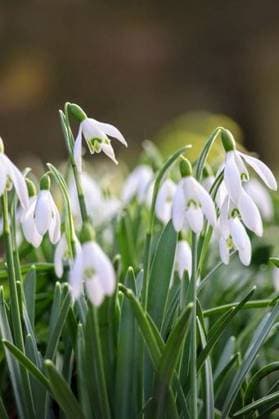RECORD DATE NOT STATED A selective focus of a snowdrops flowers *** einer selektive Fokus des einer Schneeglöckchen Blumen 10279278