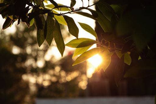 IMAGO Creative: Herbst, Lichtimpressionen RECORD DATE NOT STATED A closeup shot of the sunset light seen between the green leaves of a tree twig *** einer closeupe erschossen des der Sonnenuntergang Licht gesehen zwischen der Grün verlässt des einer Baum twig 10336958