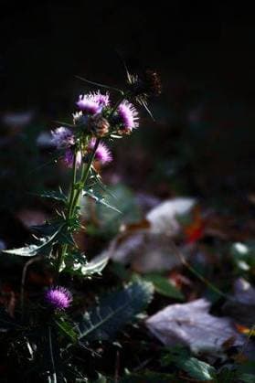 RECORD DATE NOT STATED A vertical shot of a Plume Thistle (Cirsium rivulare Atropurpureum) on a dark background *** einer hoch erschossen des einer Abgasfahnen Ackerdistel Cirsium rivulare Atropurpureum am einer dunkle Hintergrund 10425975