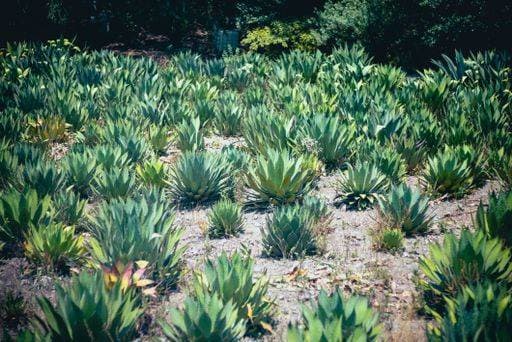 RECORD DATE NOT STATED A beautiful view of Mexican agave plants in a field. *** einer Schönes Ansicht des Mexikanische Agaven Pflanzen ÊIn einer Feld 10593309