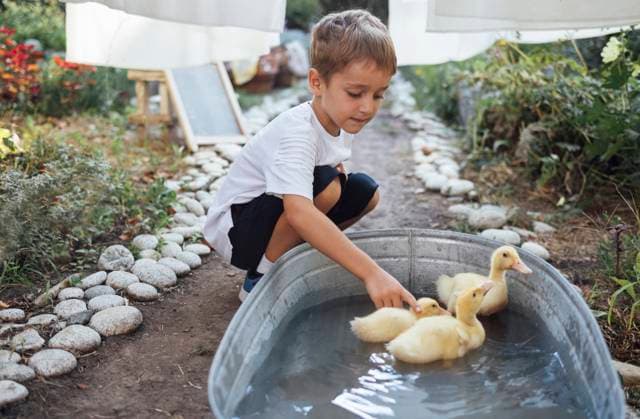 Little boy and little yellow ducklings swimming in washtub in the garden Little boy and little yellow ducklings swimming in washtub in the garden. Small boy in a white t-shirt with cute pets. Child and birds. Summer background. Copy space. ,model released, Symbolfoto Copyright: xZoonar.com DashaxPetrenkox 19832545 ,model released, Symbolfoto ,property released
