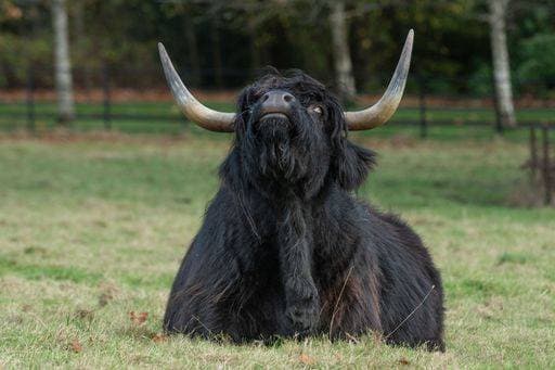 IMAGO Creative, Biodynamische Landwirtschaft RECORD DATE NOT STATED A closeup of a black calf laying on Scottish Highlands *** einer closeupe des einer Schwarz Kaelbchen laying am schottische Hochland 11481846