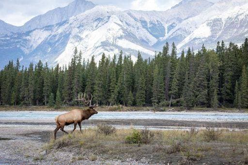 Creative Highlights World RECORD DATE NOT STATED A Rocky Mountain elk in a dry field *** einer felsig Berg Elch ÊIn einer trocken Feld 12627620