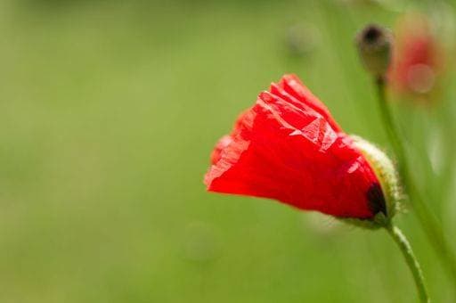 RECORD DATE NOT STATED A red poppy (papaver rhoeas L.) blossom against a green blurred background *** einer Roter Mohnblume papaver rhoeas L&M erblühen gegen einer Grün unscharf Hintergrund 18227334