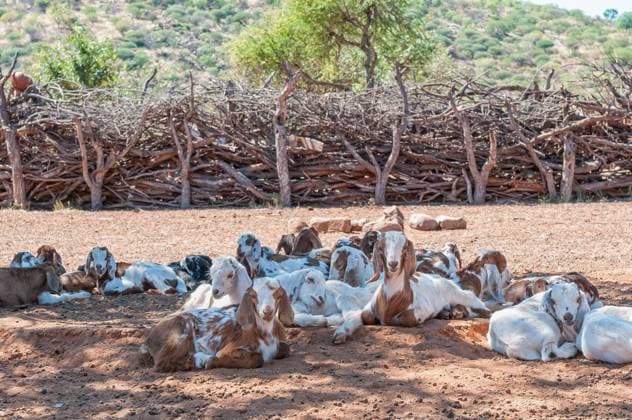 IMAGO Cultures of the world, Himba Volk in Namibia RECORD DATE NOT STATED Goats lying in the shade of a tree in a Himba village near Epupa , 32319834.jpg, Africa, Epupa, Himba, Kunene Region, Namibia, Ovahimba, Winter, african, agriculture, boerbok, countryside, enclosure, goat, kaokoland, kaokoveld, kraal, rural, sunlight, sunny, village,