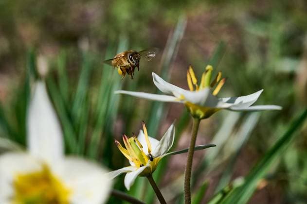Natur Wilde Tulpe Eine Biene mit gefuellten Pollenhoeschen an der Bluete der Wilden Tulpe (Tulipa turkestanica), auch Turkestan-Tulpe oder Gnomen-Tulpe genannt. Die Blueten der Wilden Tulpe oeffnen sich nur, wenn sie Sonne bekommen. 10.4.2023, *** Nature Wild Tulip A bee with filled pollen tubes on the flower of the Wild Tulip Tulipa turkestanica , also called Turkestan Tulip or Gnome Tulip The flowers of the Wild Tulip open only when they get sun 10 4 2023,