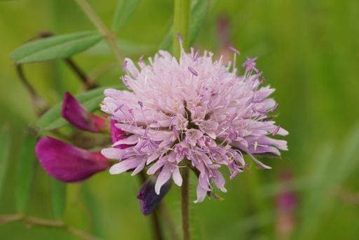 RECORD DATE NOT STATED Natural closeup on a colorful soft purple Field Scabious, Knautia arvensis, flower in a meadow *** natürliche closeupe am einer farbenfroh weich lila Feld Scabious, Knautia arvensis, Blume ÊIn einer Wiese 18558513