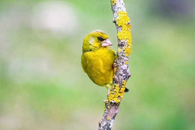 European Greenfinch-The European Greenfinch, or just Greenfinch Córdoba, Andalusia, Spain R_NOWP23041555-1171123-01