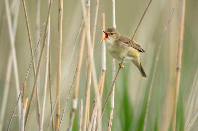 Teichrohrsaenger, Teich-Rohrsaenger (Acrocephalus scirpaceus), sitzt an einem Schilfhalm und singt, Seitenansicht, Deutschland, Niedersachsen reed warbler (Acrocephalus scirpaceus), perches at reed and singing, side view, Germany, Lower Saxony BLWS684662 *** reed warbler, Pond Rohrsaenger Acrocephalus scirpaceus , sits to a Reed stalk and sings, side view, Germany, Lower Saxony Reed Warbler Acrocephalus scirpaceus , perches AT Reed and sing, Side view, Germany, Lower Saxony BLWS684662 Copyright: xblickwinkel McPHOTO W.xRolfesx