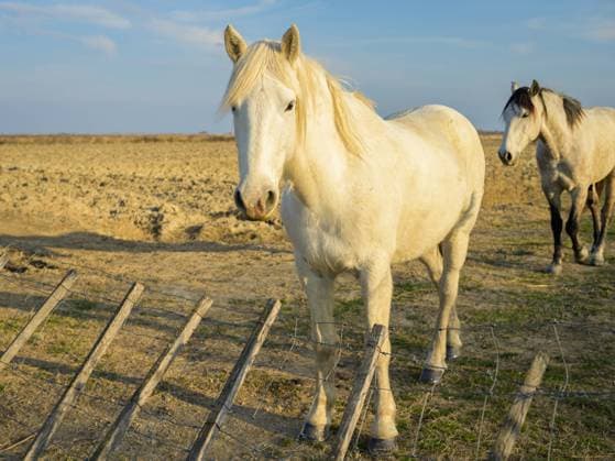 IMAGO Creative, Jahreszeit Frühling, Licht und Sonne A white horse standing on a pasture on s sunny evening in the Camargue (Provence, France) Arles France