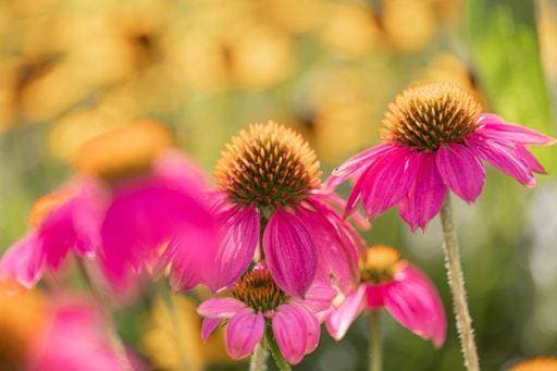 RECORD DATE NOT STATED Coneflowers (Echinacea) with pink petals in full bloom in front of others in blurred foreground and background *** Coneflowers Echinacea mit Rosa Blütenblätter ÊIn voll blühen ÊIn vorne des anderen ÊIn unscharf Vordergrund und Hintergrund 19103265